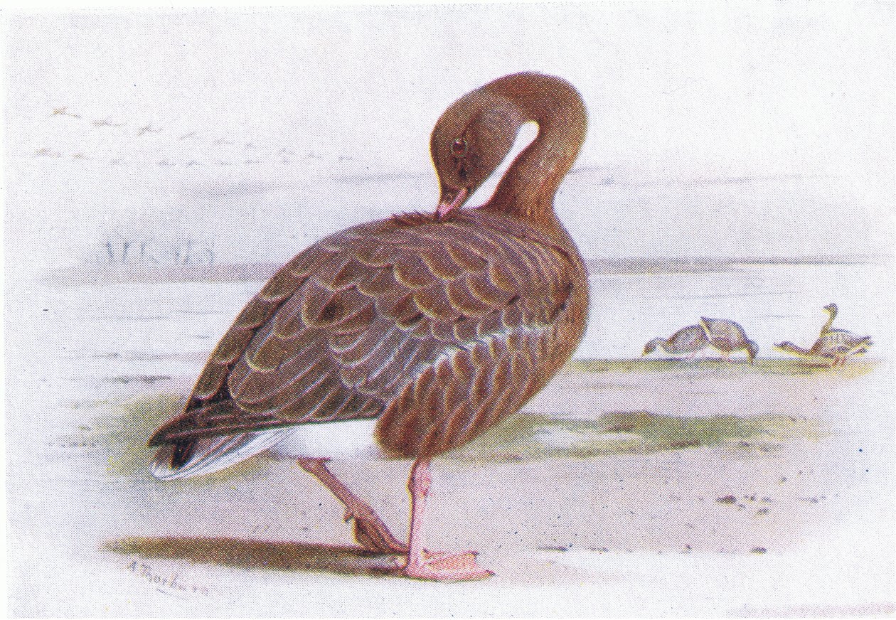Růžová husa od Archibald Thorburn