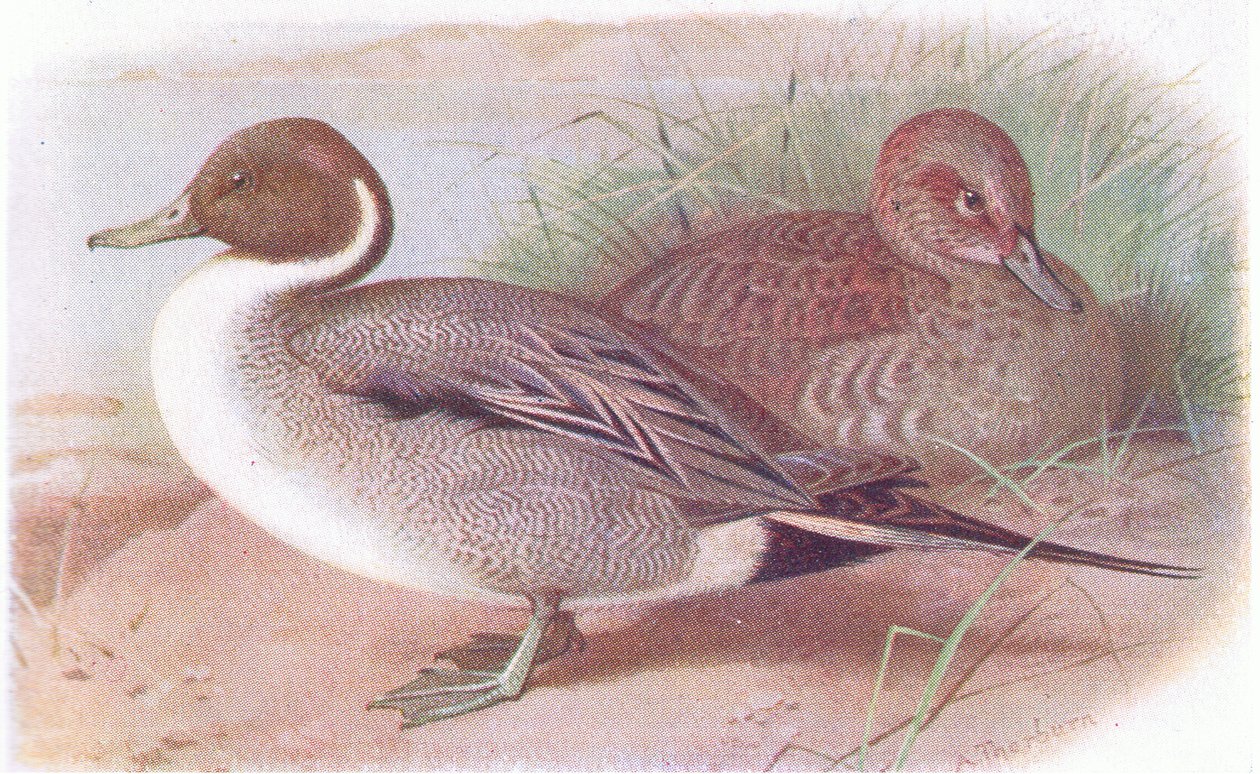 Pintail od Archibald Thorburn