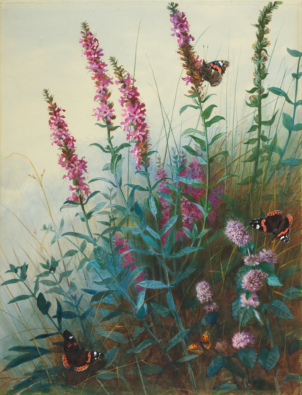 Purple Loosestrife a Watermint, kolem 1910-20 od Archibald Thorburn