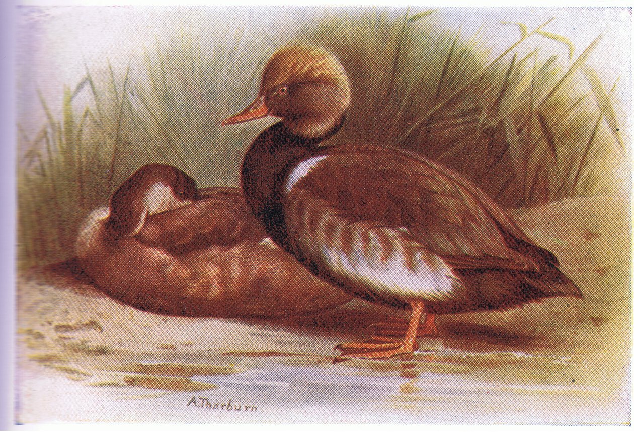 Pochard červený od Archibald Thorburn