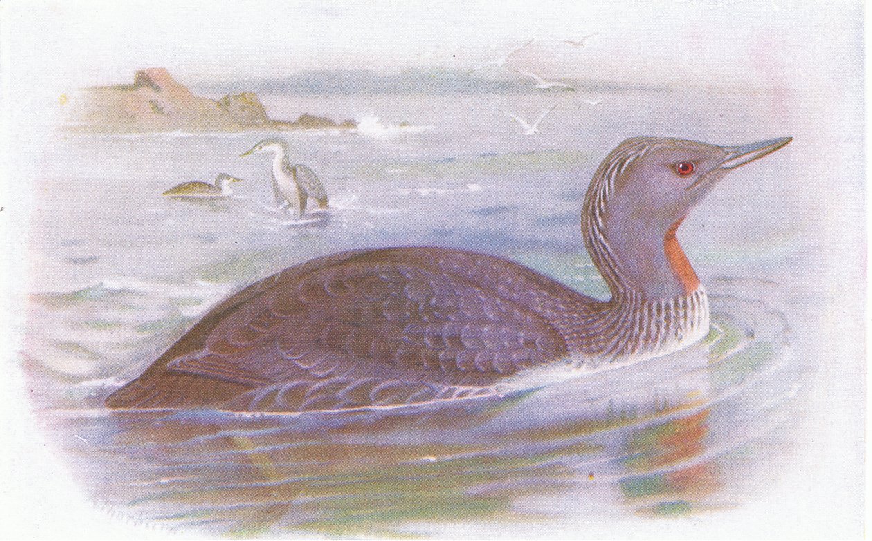 Red Throated Diver od Archibald Thorburn