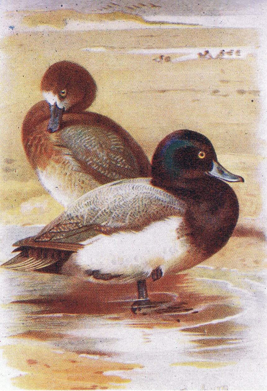 Scaup od Archibald Thorburn