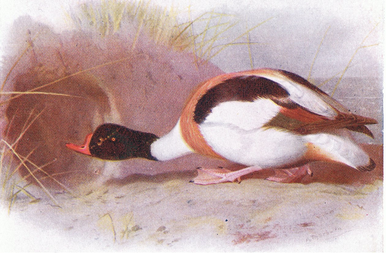 Kachna štítová od Archibald Thorburn