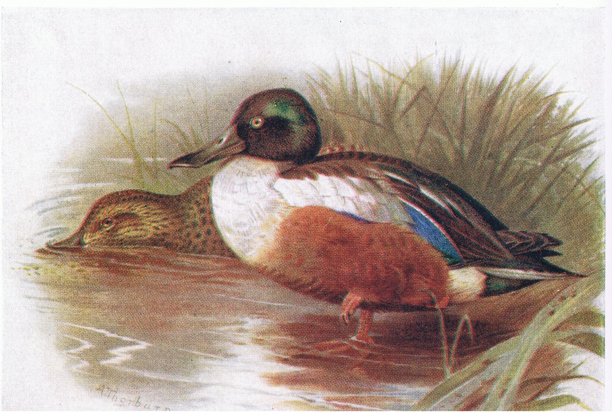 Lopata od Archibald Thorburn