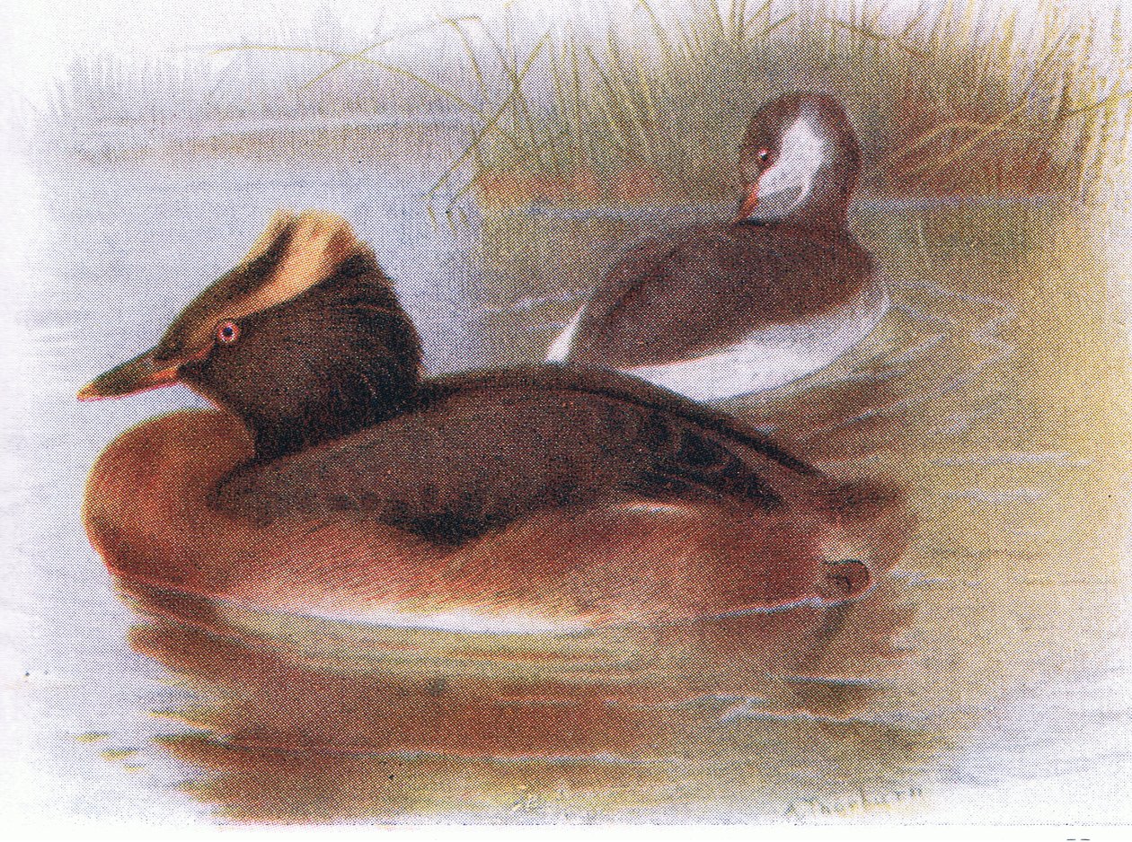Slavion Potápka od Archibald Thorburn