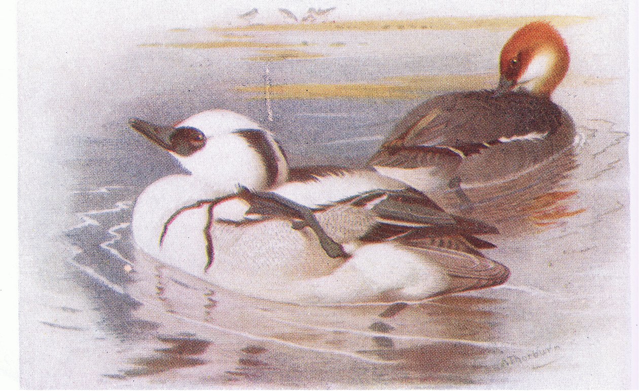 Smew od Archibald Thorburn