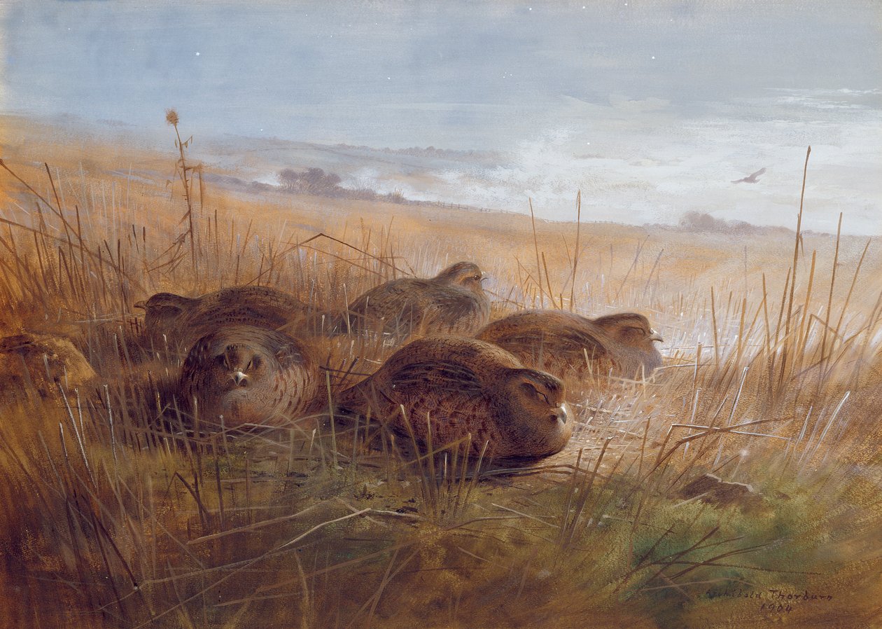 Bekasina, 1923 od Archibald Thorburn