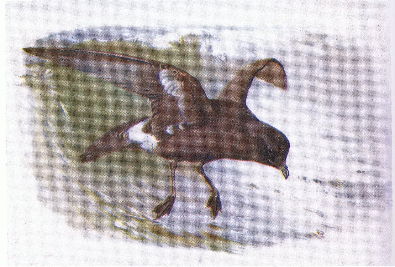 Bouřlivák od Archibald Thorburn