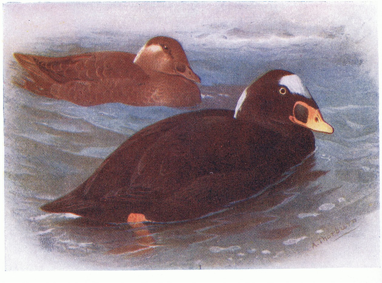 Surf Scoter od Archibald Thorburn