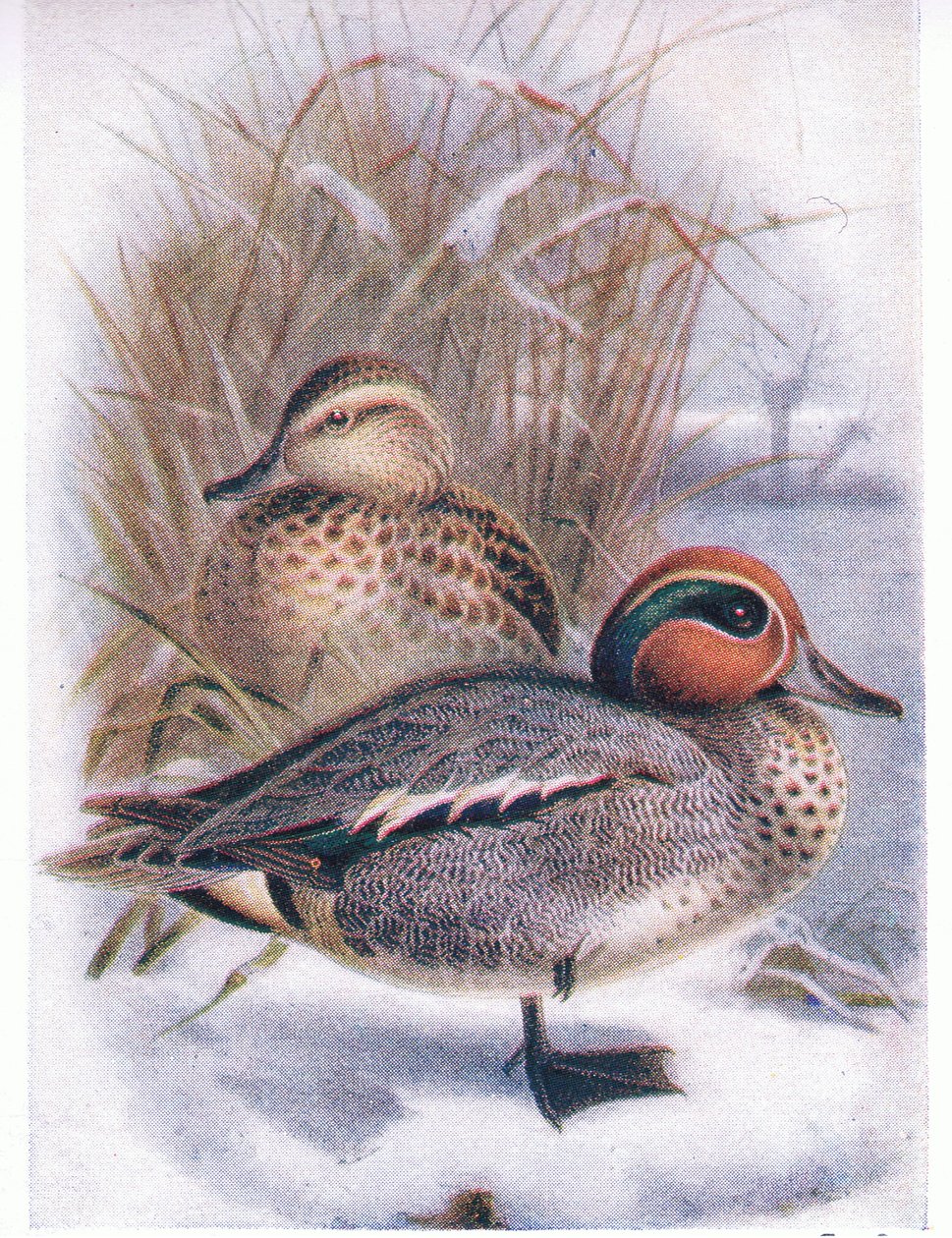 Teal od Archibald Thorburn
