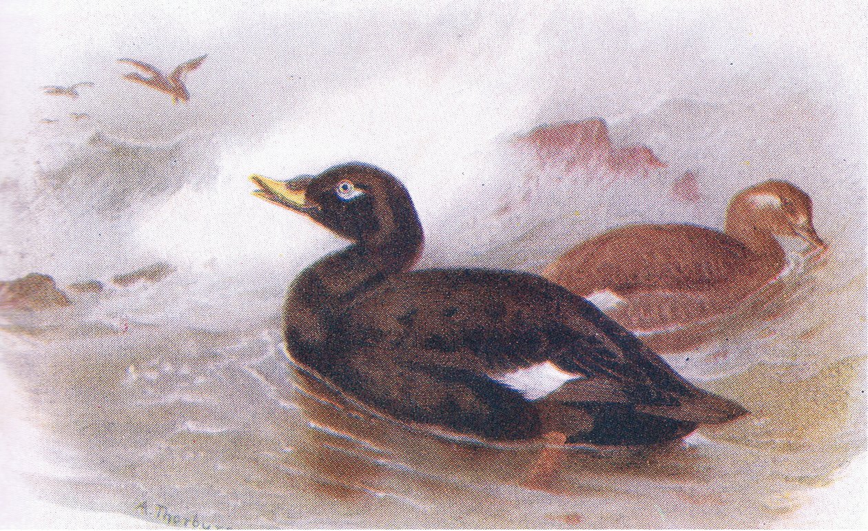 Velvet Scoter od Archibald Thorburn