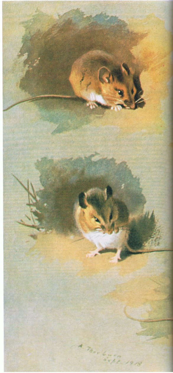 Woodmouse, hospoda. od Book Club Associates, 1972 od Archibald Thorburn