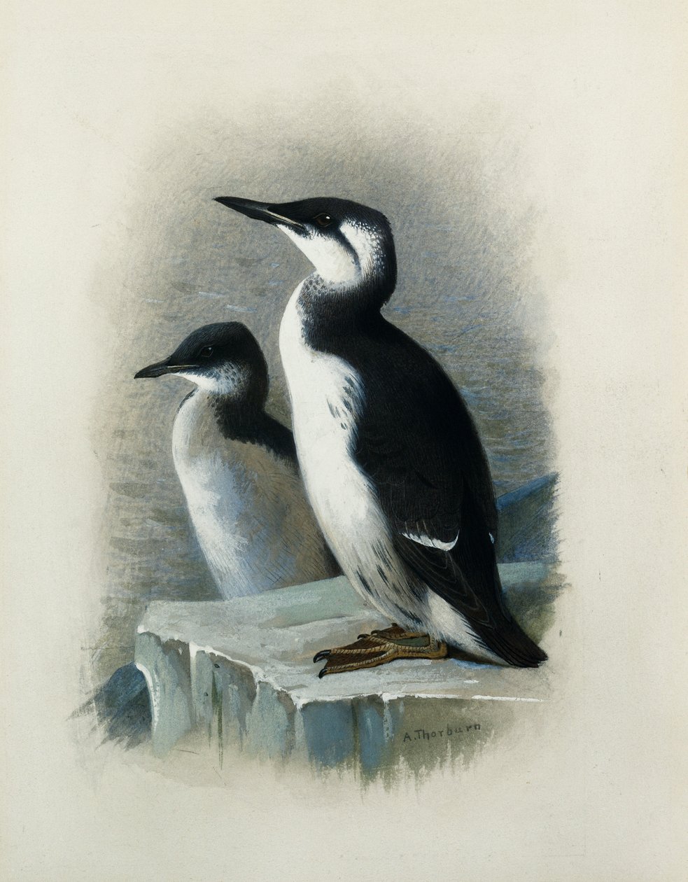Brunnichův Guillemot od Archibald Thorburn