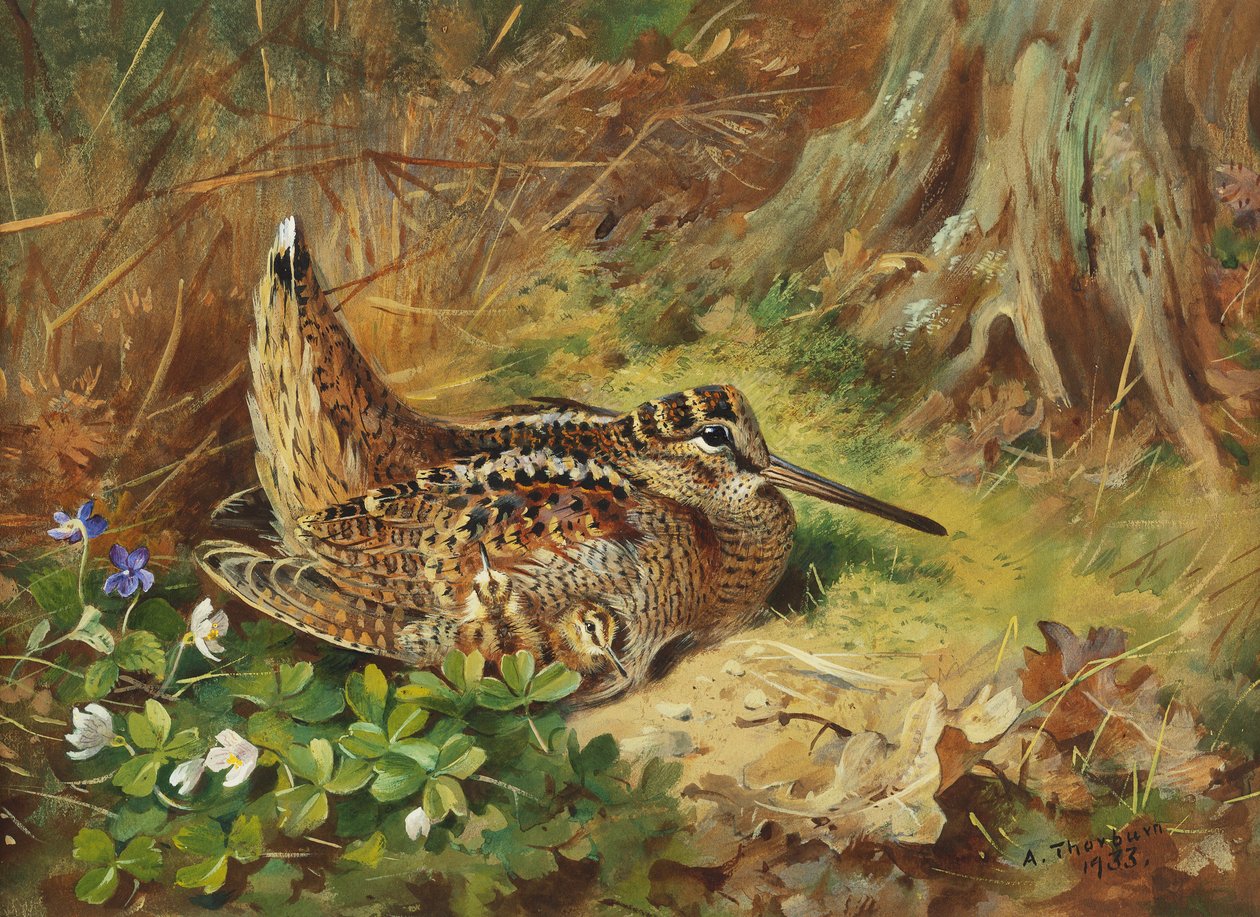 Woodcock and Chiccks od Archibald Thorburn