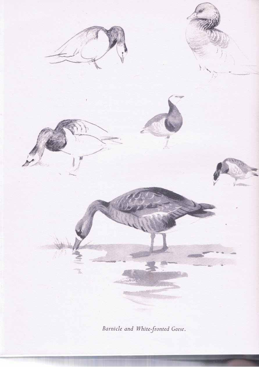 Barnacle and White Fronted Huss, 1938 od Archibald Thorburn