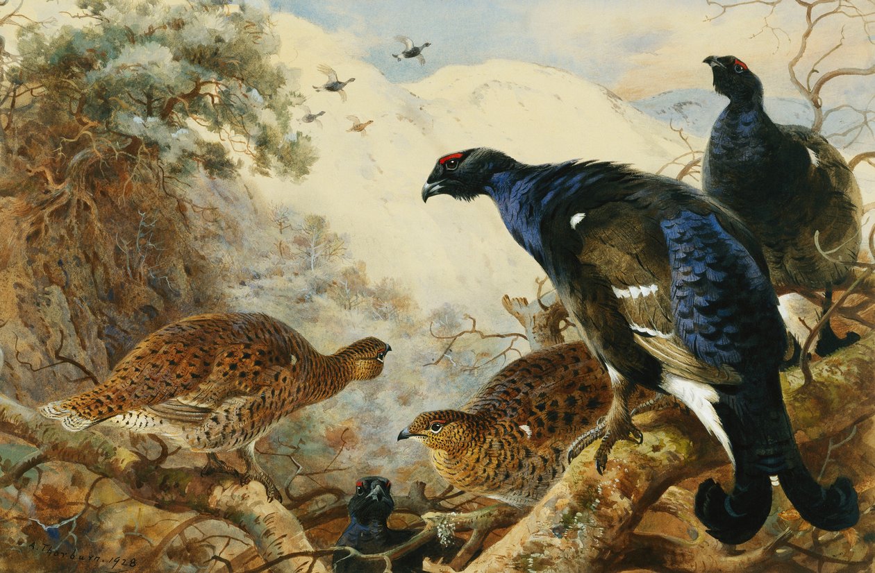 Blackgame od Archibald Thorburn