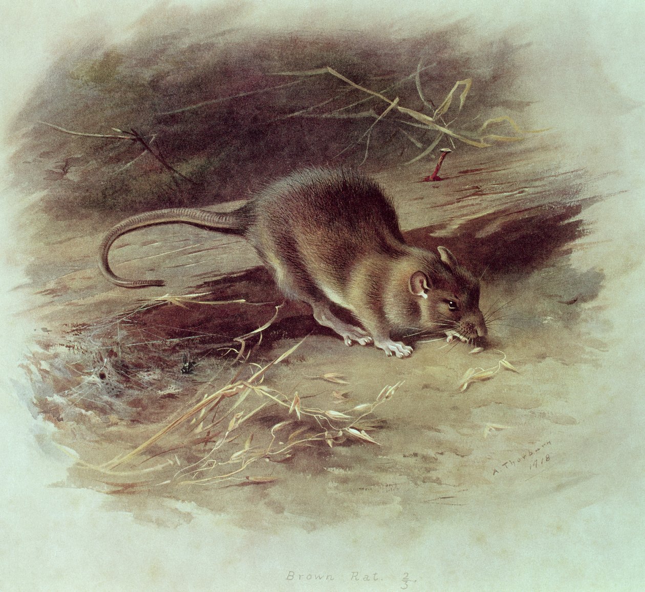 Krysa hnědá (Rattus norvegicus) 1918 od Archibald Thorburn