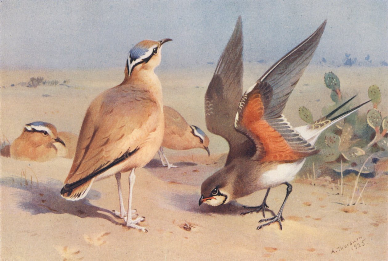 Courser krémové barvy, Pratincole (barevná litografie) od Archibald Thorburn