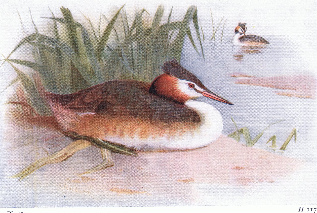 Potápka velká od Archibald Thorburn