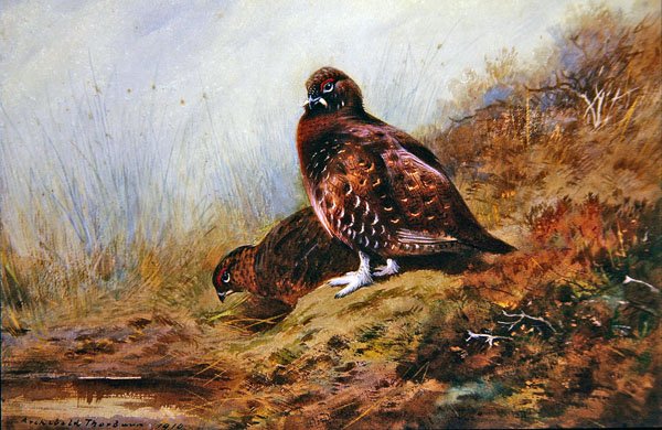 Tetřev od Archibald Thorburn