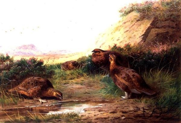 Tetřev v krajině (kvaš) od Archibald Thorburn