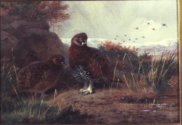Tetřev v zimní krajině od Archibald Thorburn
