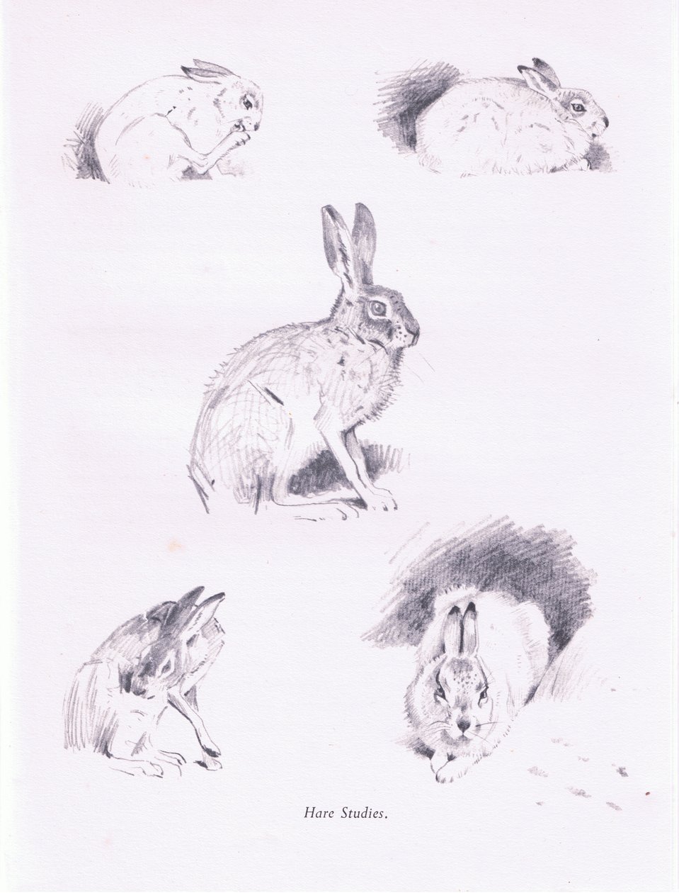 Zaječí studie, 1938 od Archibald Thorburn