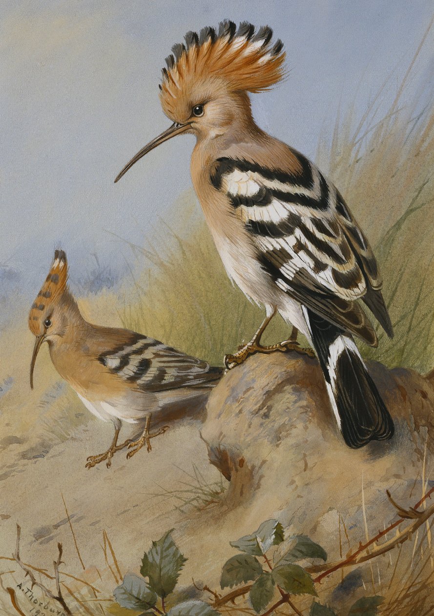 Dudci od Archibald Thorburn