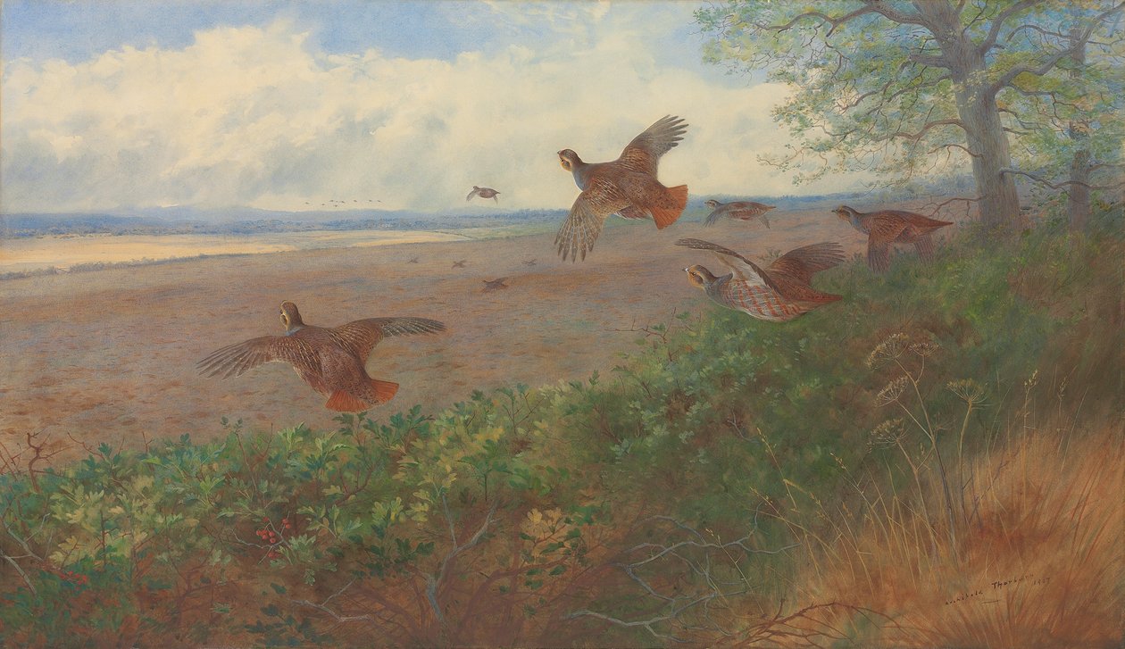Koroptve v letu od Archibald Thorburn