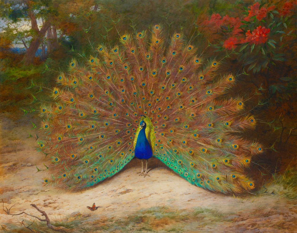 Páv a motýl páv od Archibald Thorburn