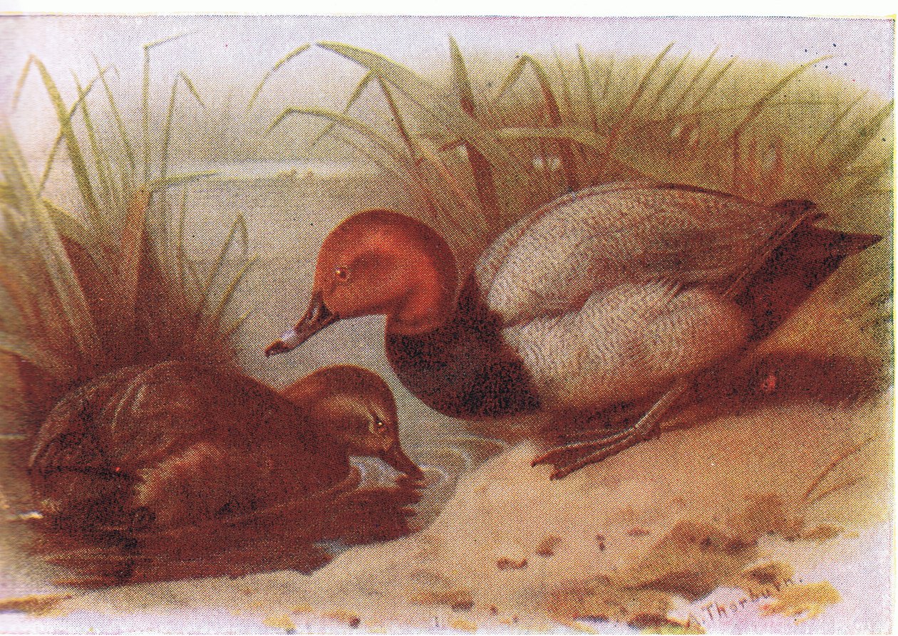 Pochard od Archibald Thorburn