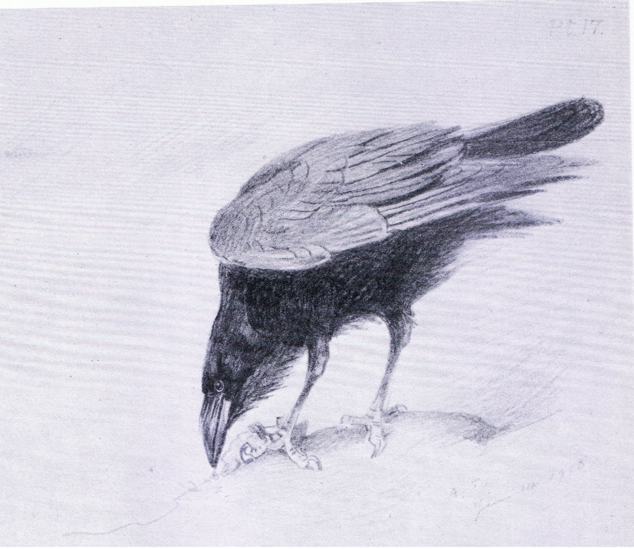 Havran, hospoda. od Book Club Associates od Archibald Thorburn