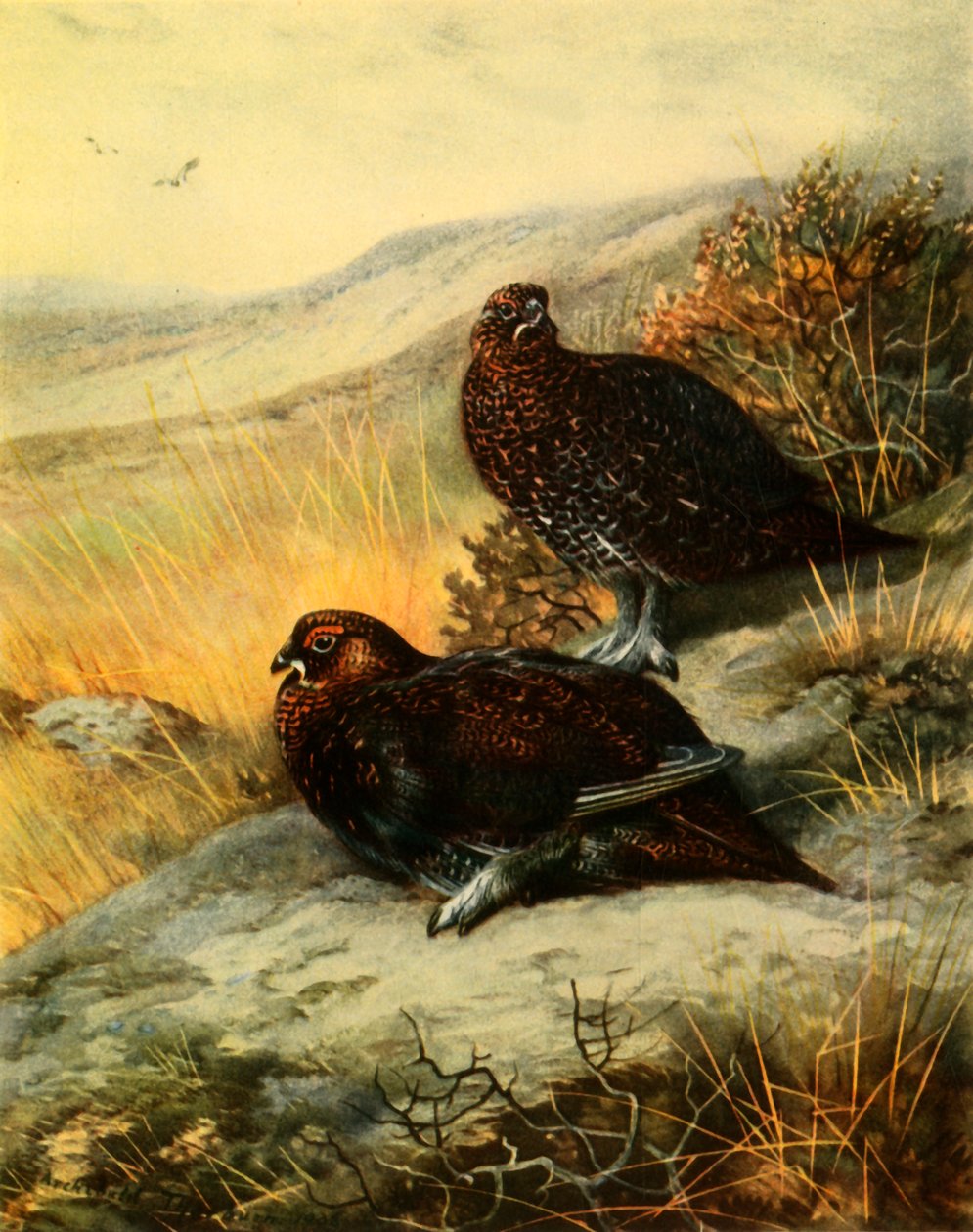 "Red Tetřev", 1908, 1942. od Archibald Thorburn