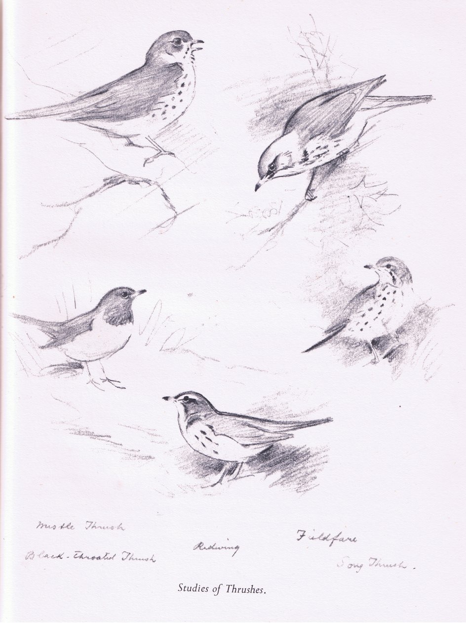 Studie o drozdech, 1938 od Archibald Thorburn