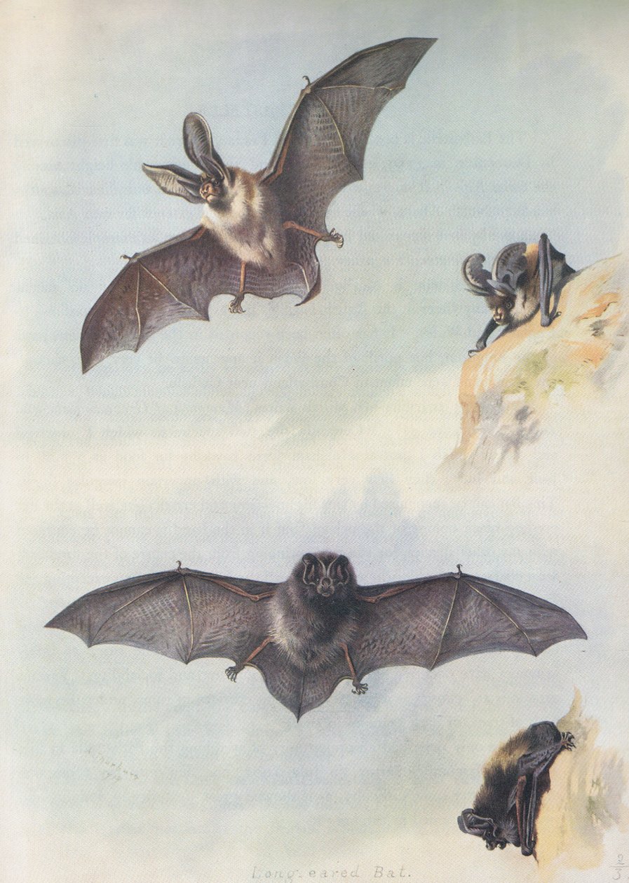 Barbastelle od Archibald Thorburn