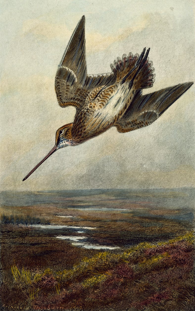 Sluka lesní od Archibald Thorburn