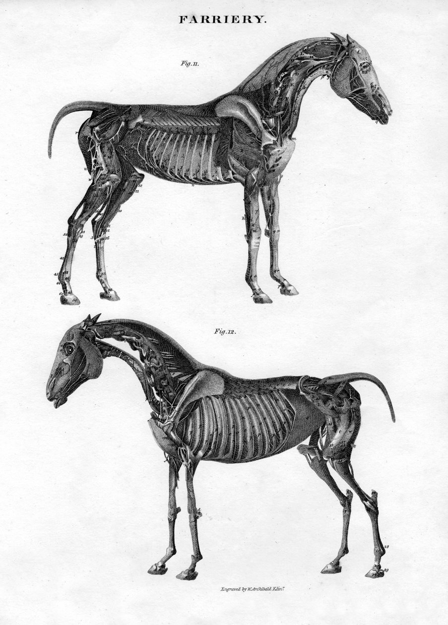 Anatomie koně, 19. století. od Archibald Webb