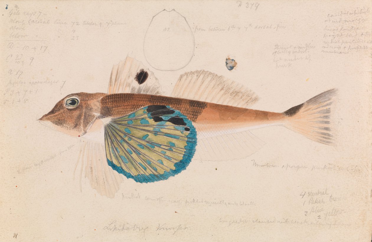 Motýl Gurnard, Lepidotrigla vanessa od Arthur Bartholomew