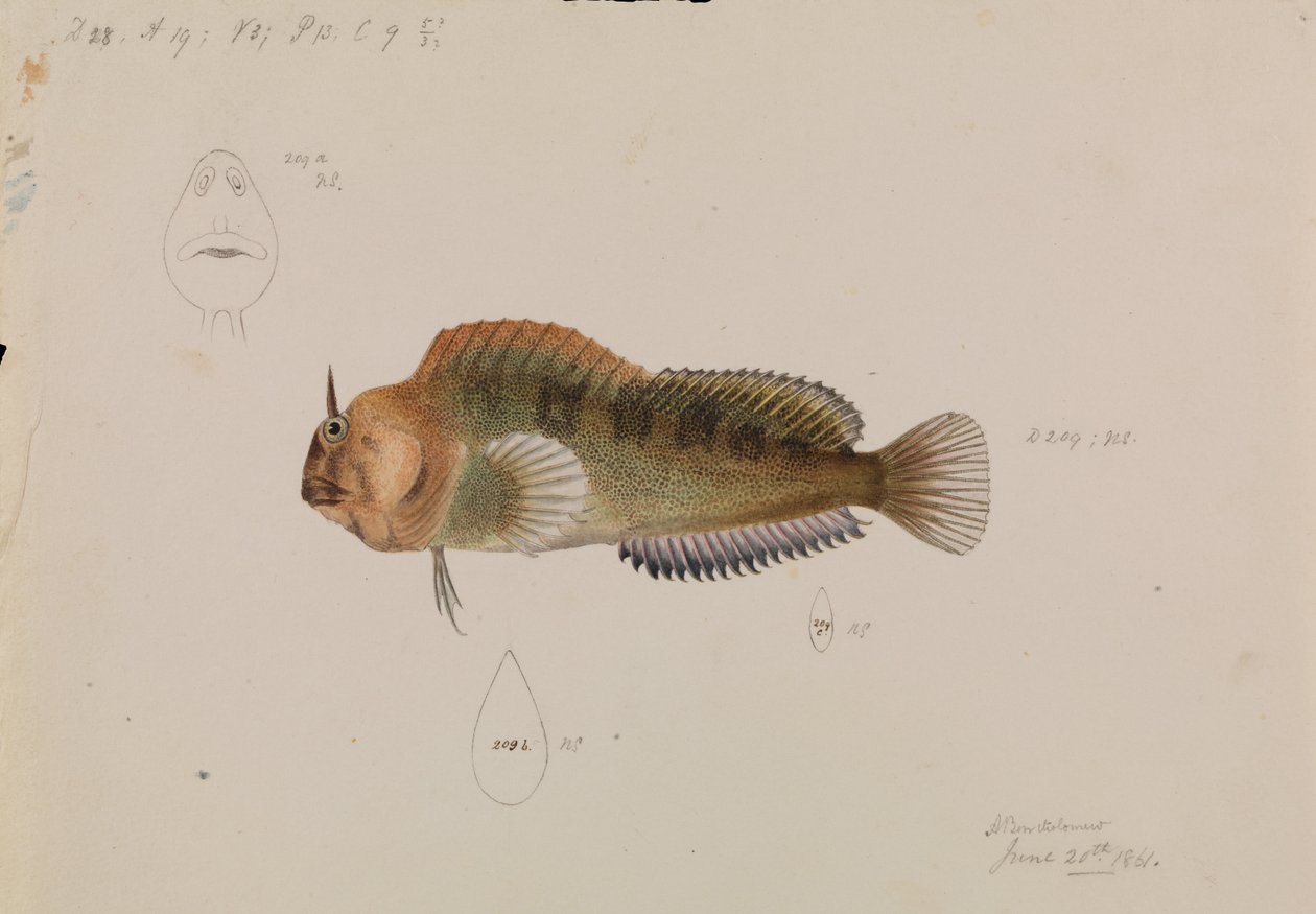 Tasmanian Blenny, Parablennius tasmanianus od Arthur Bartholomew