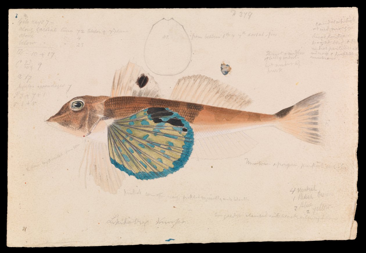 Motýl Gurnard, Lepidotrigla vanessa od Arthur Bartholomew