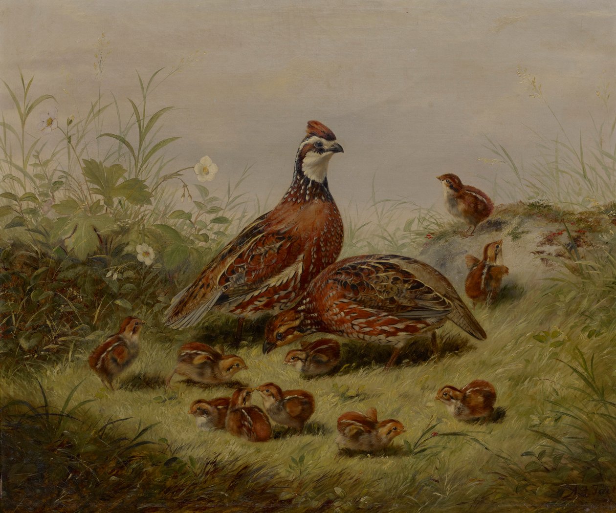 Křepelka a mládě od Arthur Fitzwilliam Tait