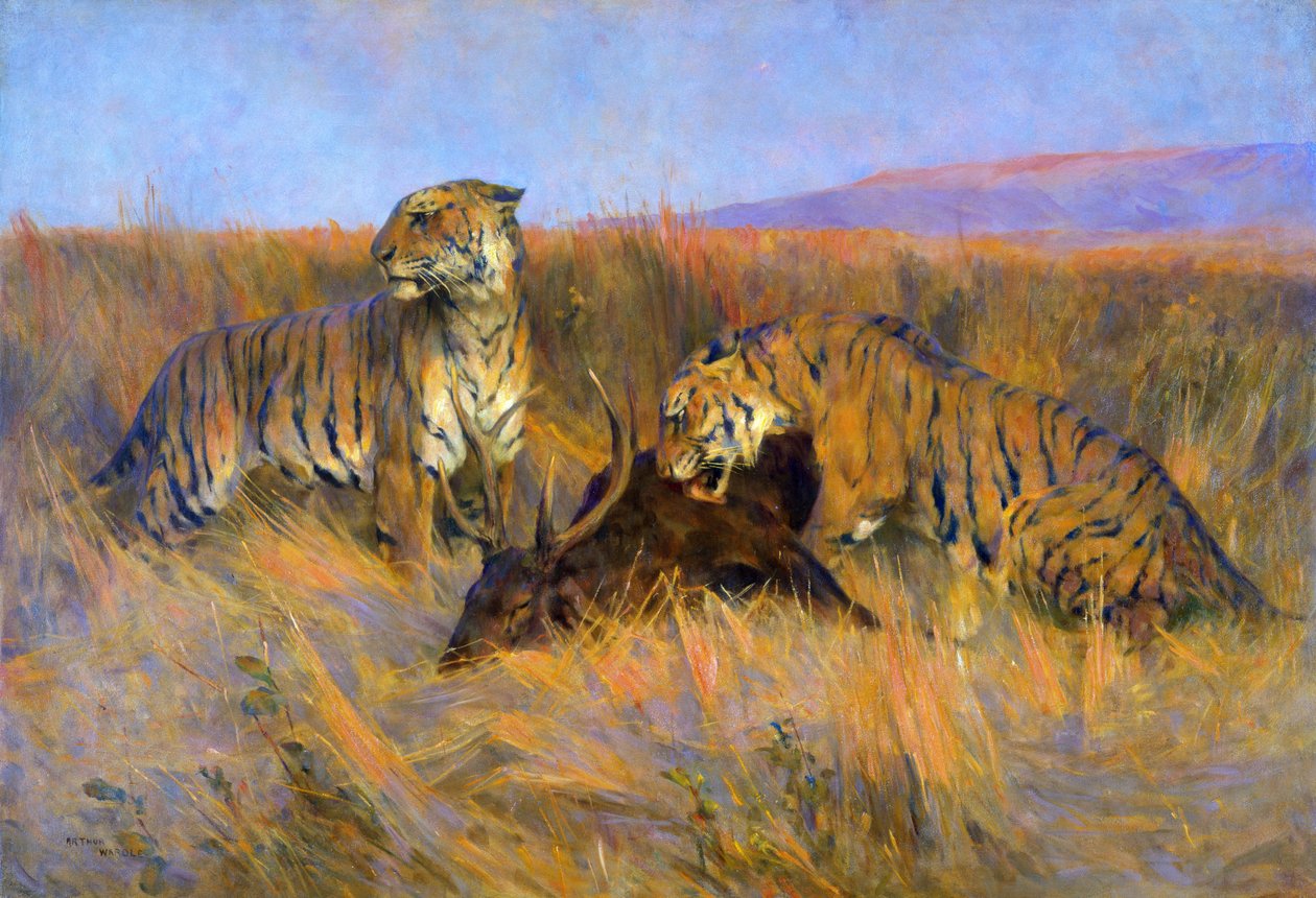 Tigers at Kill (olej na plátně) od Arthur Wardle
