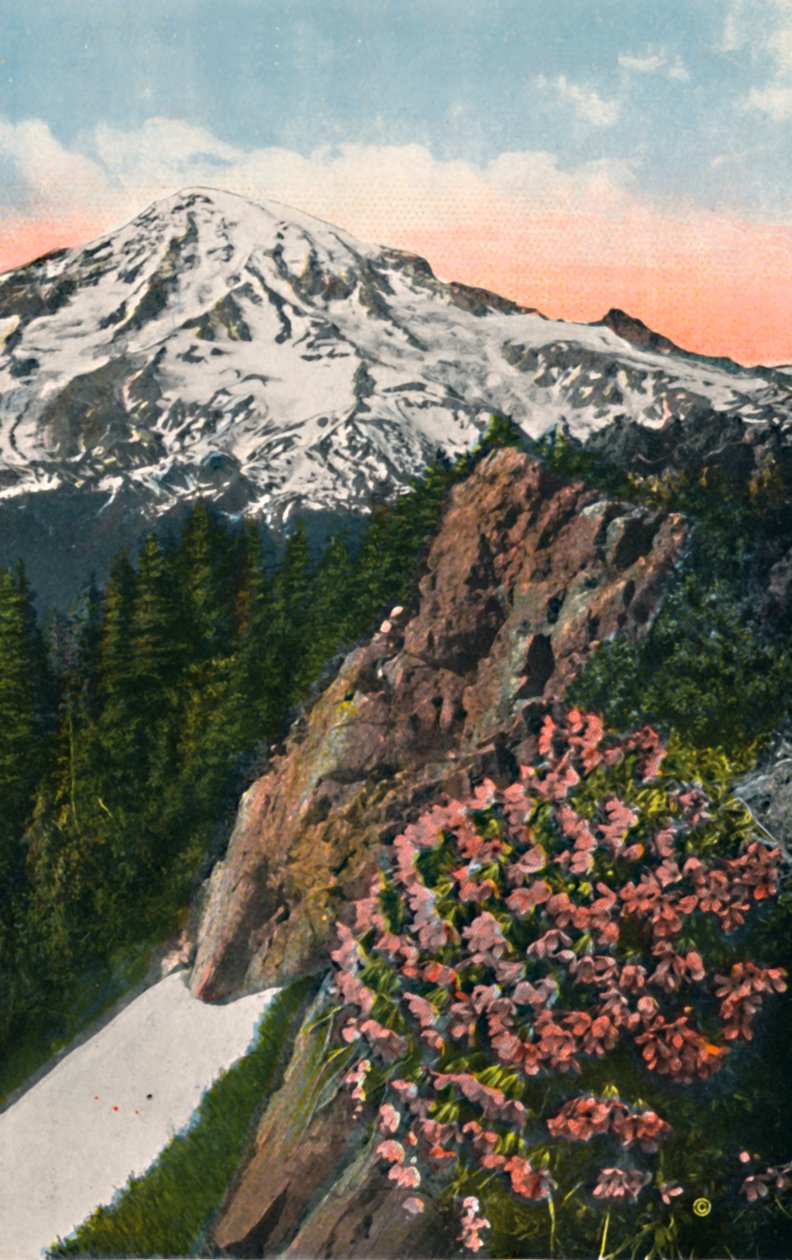 Primrose on Mount Rainier, c1916 od Asahel Curtis