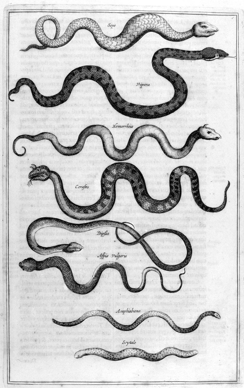 Hadi, 1675. od Athanasius Kircher