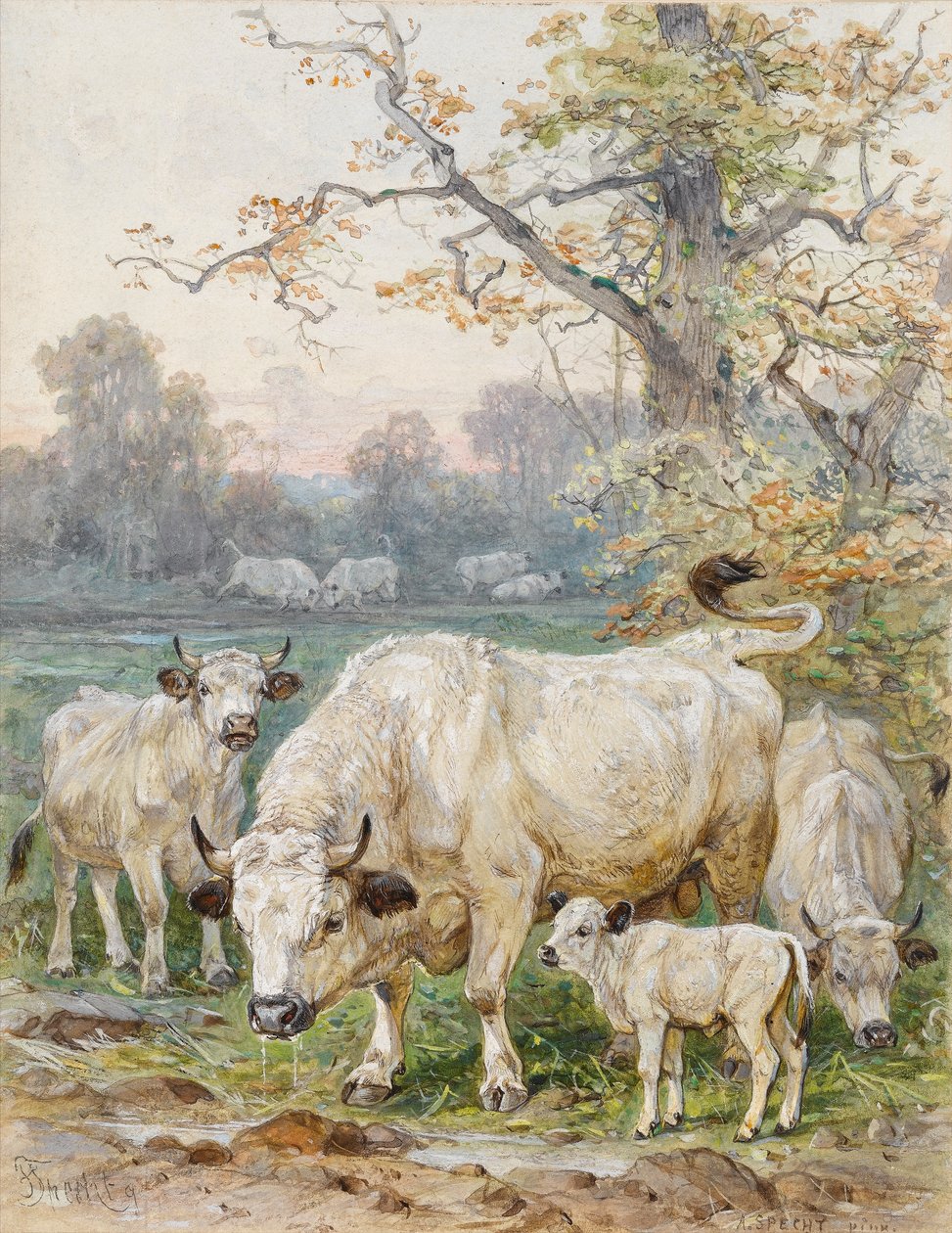 Park Cattle (wc na papíře) od August Specht