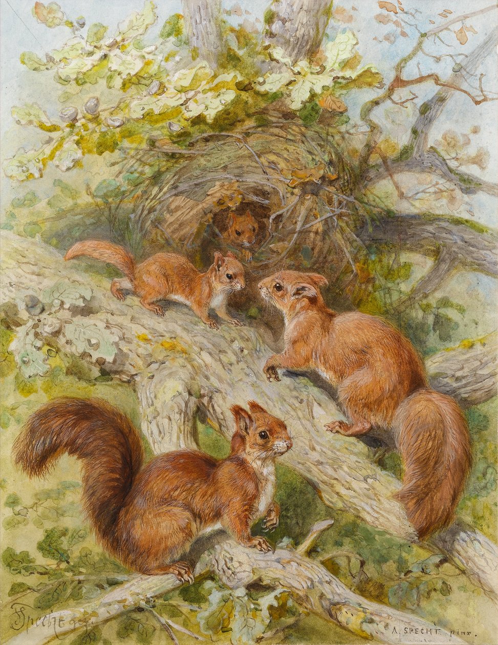 Red Squirrels (wc na papíře) od August Specht