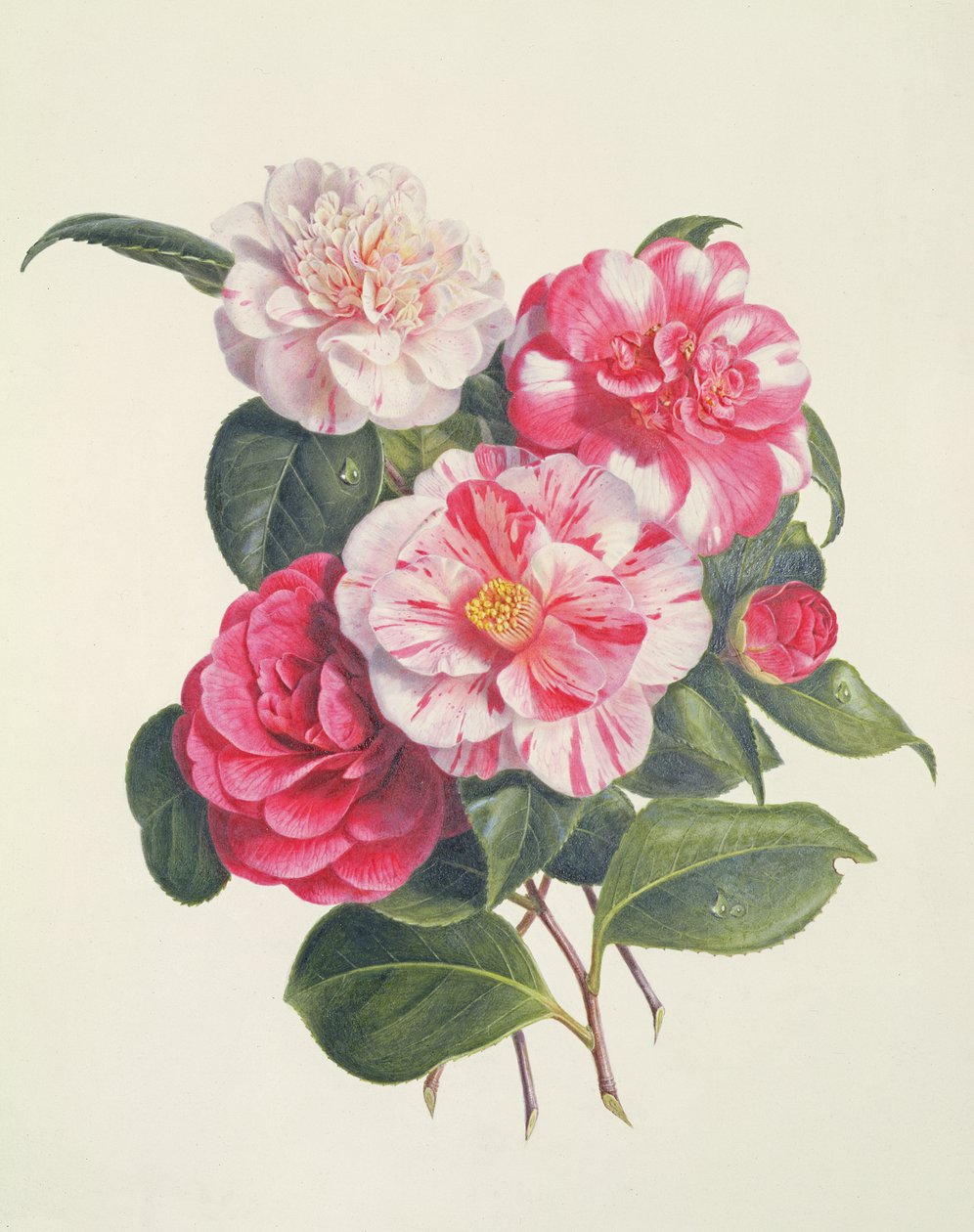 Kamélie, cca 1840 od Augusta Innes Withers