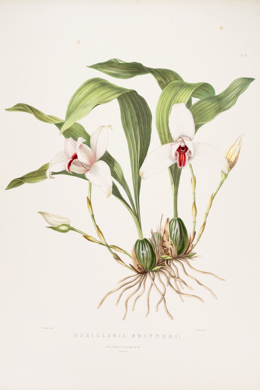 Ilustrace Lycaste skinneri (jako syn. Maxillaria skinneri) od Augusta Innes Withers
