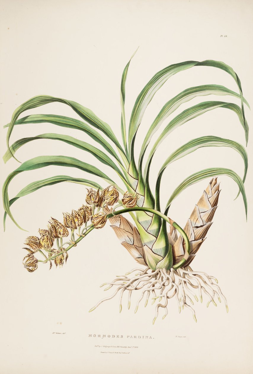 Ilustrace Mormodes maculata var. maculata (jako syn. Mormodes pardina) od Augusta Innes Withers