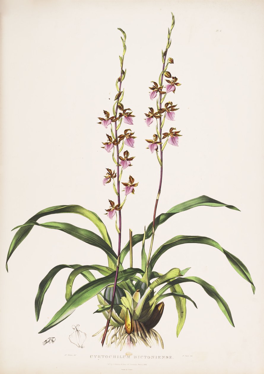 Ilustrace Rhynchostele bictoniensis (jako syn. Cyrtochilum bictoniense) od Augusta Innes Withers